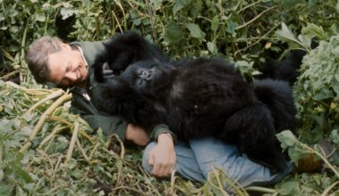 While filming" Life on Earth" in 1978 in Rwanda, David Attenborough had an unexpected encounter with a playful baby mountain gorilla named Pablo.
