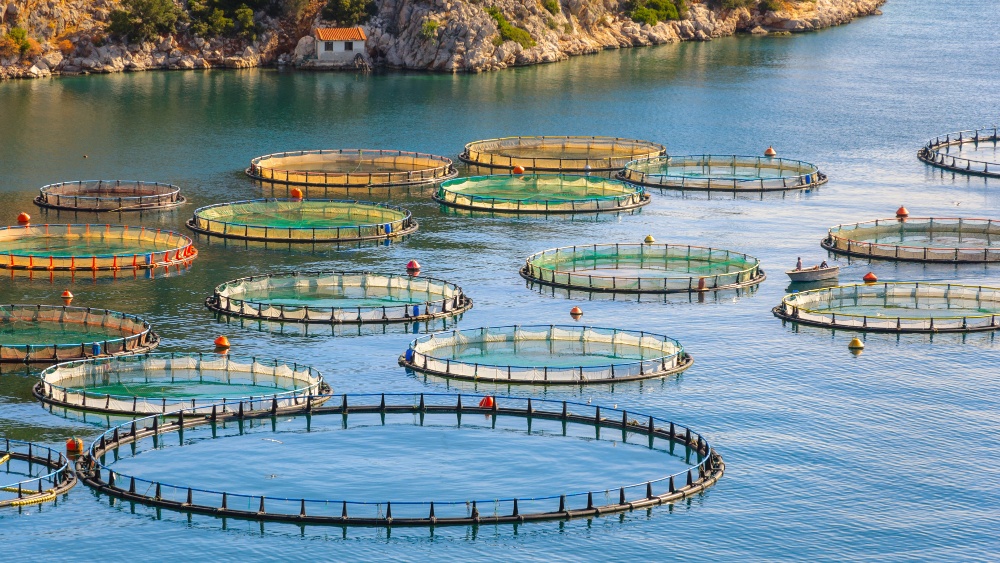Aquaculture production cages.