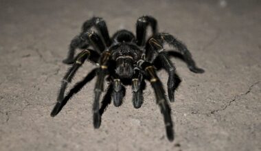A tarantula walks at El Impenetrable National Park
