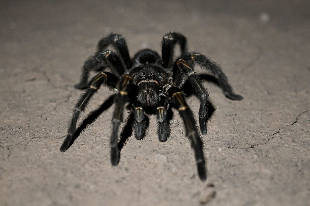 A tarantula walks at El Impenetrable National Park