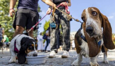 Can AI Help Us Talk to Animals? Scientists Say It’s Getting Close