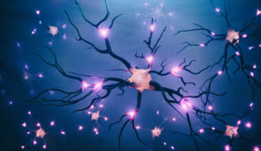 Neurons