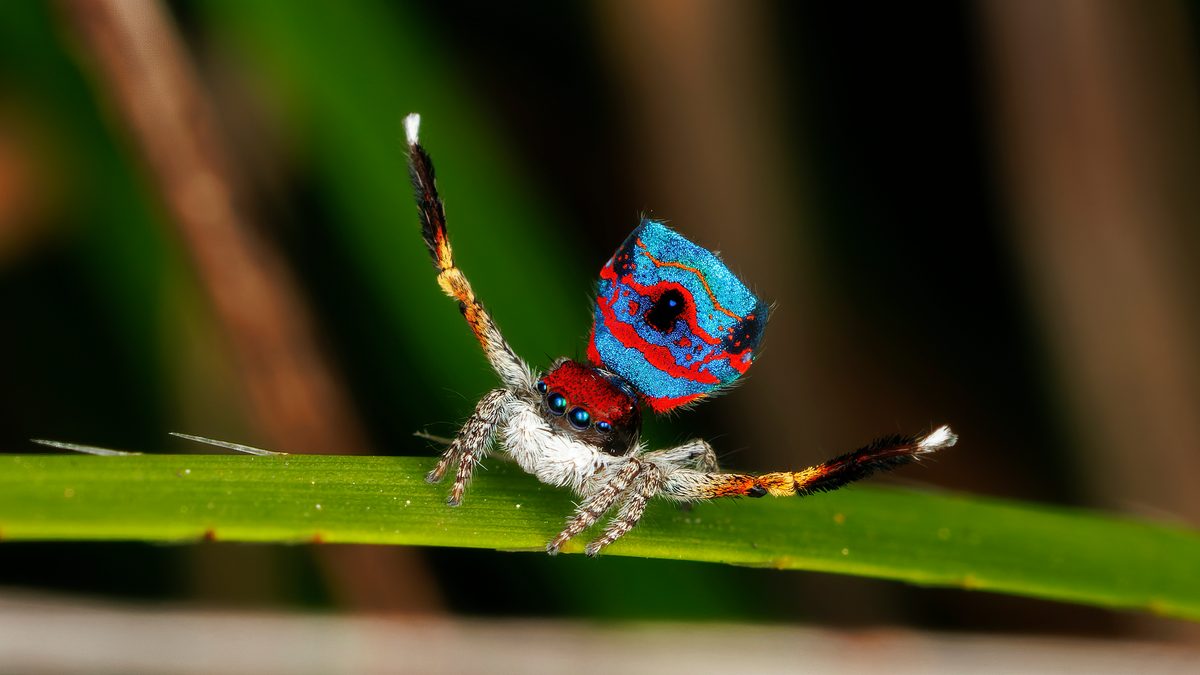 Peacock spider