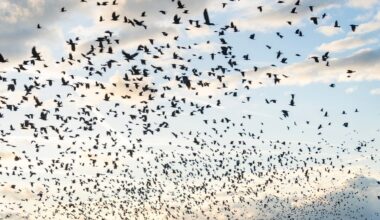 Crows