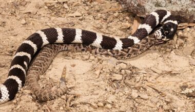 Trail Runners Stumble Upon Snake Devouring Another Snake