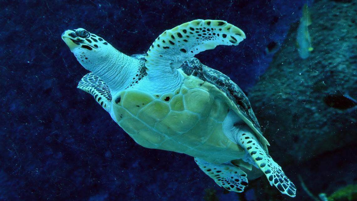 What Is a Hawksbill Turtle and Why Are They Endangered?