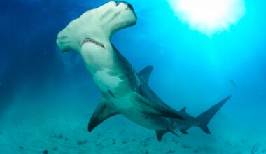 Great hammerhead shark