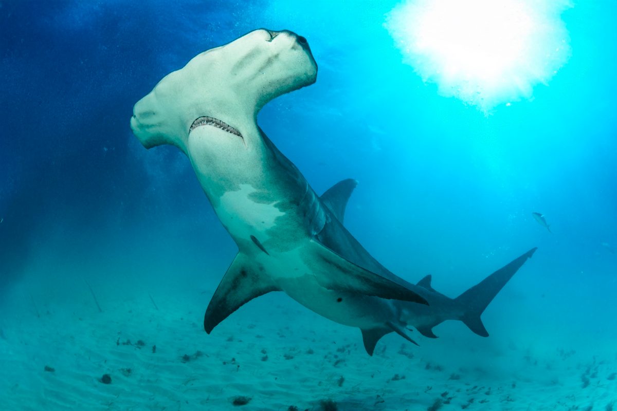 Great hammerhead shark