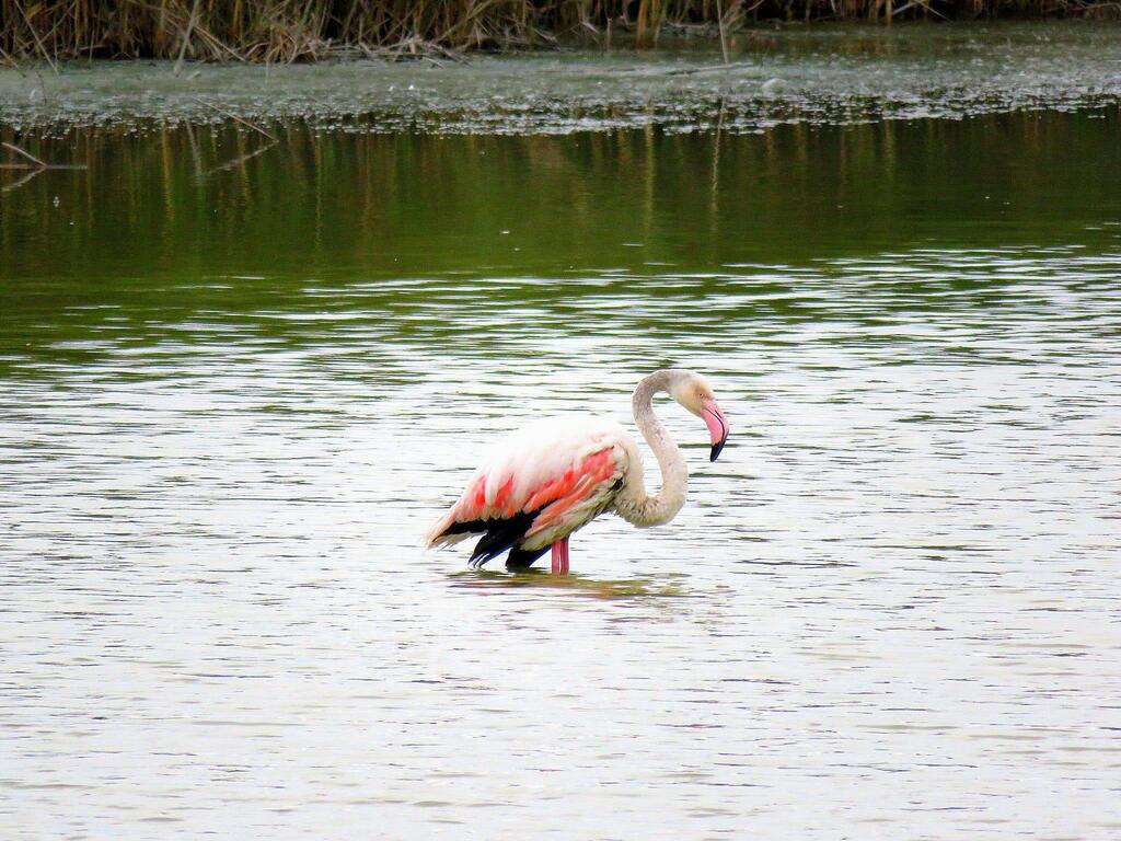 Injured flamingo struggles in fishing pond in northern Israel (Photo: Ilya Baskin/Israel Nature and Parks Authority) Injured flamingo struggles in fishing pond in northern Israel