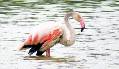 injured flamingo rescued from northern Israel fish pond