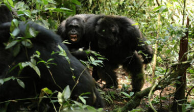 Chimp 'civil war' linked to death of key community mediators, expert says