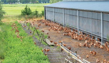 Limited number of avian influenza cases on the Iberian Peninsula