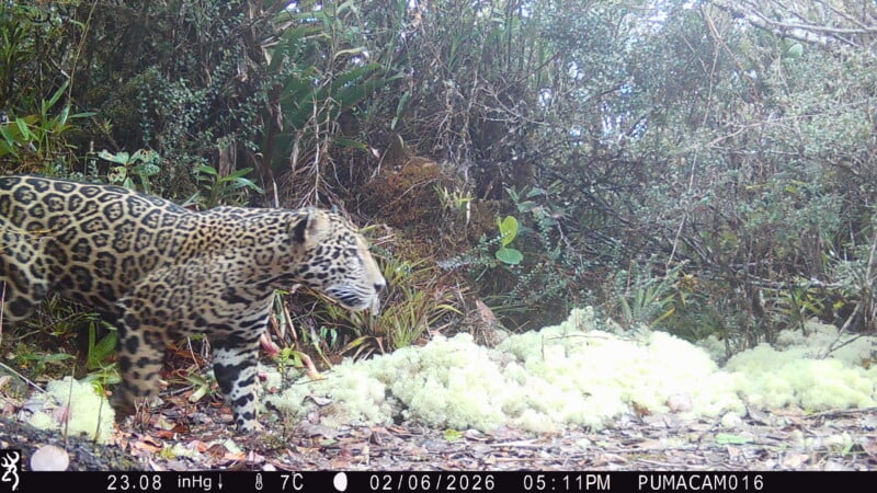 A jaguar with a spotted coat walks through dense forest vegetation near a patch of moss, captured by a motion-activated camera at 5:11 PM. Environmental data and timestamp are visible at the bottom of the image.