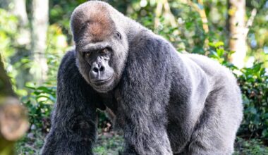 Ape cognition dataset reveals clues to human intelligence