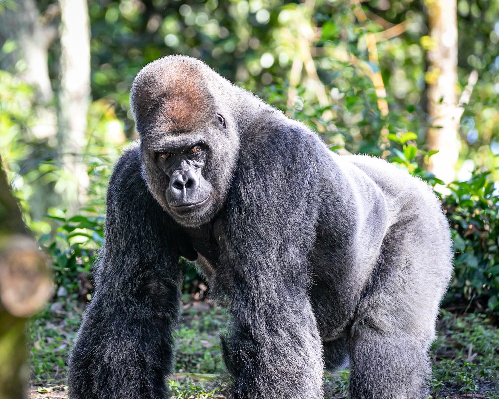 Ape cognition dataset reveals clues to human intelligence