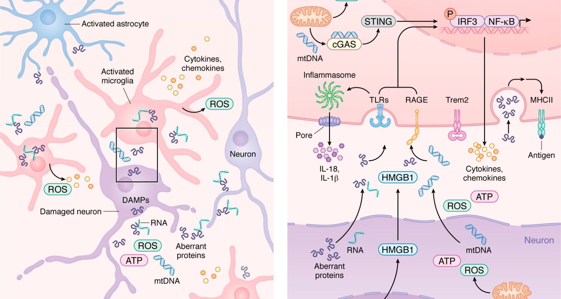 Innate immune activation and microglial transition during neurodegeneration. (A) During neurodegeneration, distressed neurons release DAMPs such as mtDNA, ROS, HMGB1, aberrant proteins, and pTau–bound RNA. These signals activate resident microglia and astrocytes, which then recruit peripheral immune cells. As shown in more detail in B, activated microglia upregulate PRRs, including TLRs, RAGE, and cGAS, enabling detection of neuron-derived DAMPs. Engagement of PRRs induces proinflammatory gene expression programs and activates inflammasome pathways that promote release of chemokines and cytokines into the CNS parenchyma. As microglia transition from homeostatic to reactive states in a TREM2-dependent manner, damage-associated microglia increase MHC-II expression to support antigen presentation and coordination of adaptive immune responses that attempt to limit neurodegeneration.