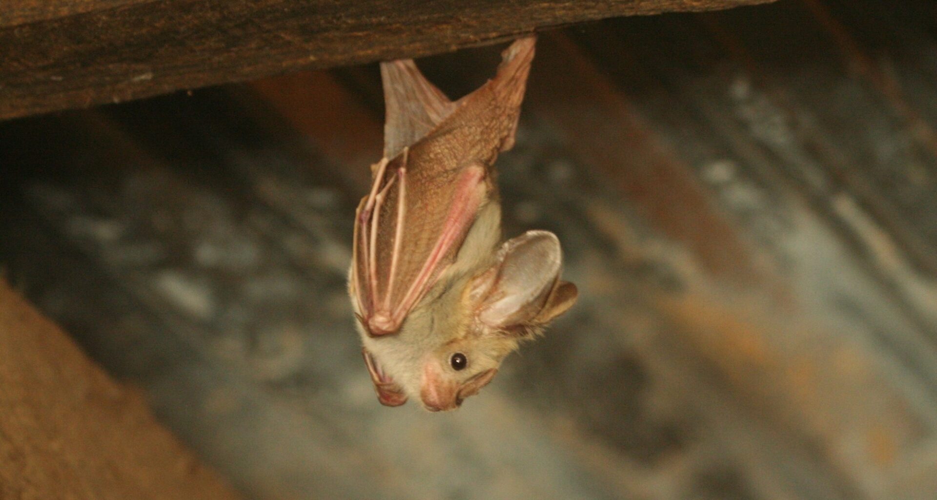 Kenyan bat coronavirus uses human CEACAM6 to enter cells, raising spillover concerns