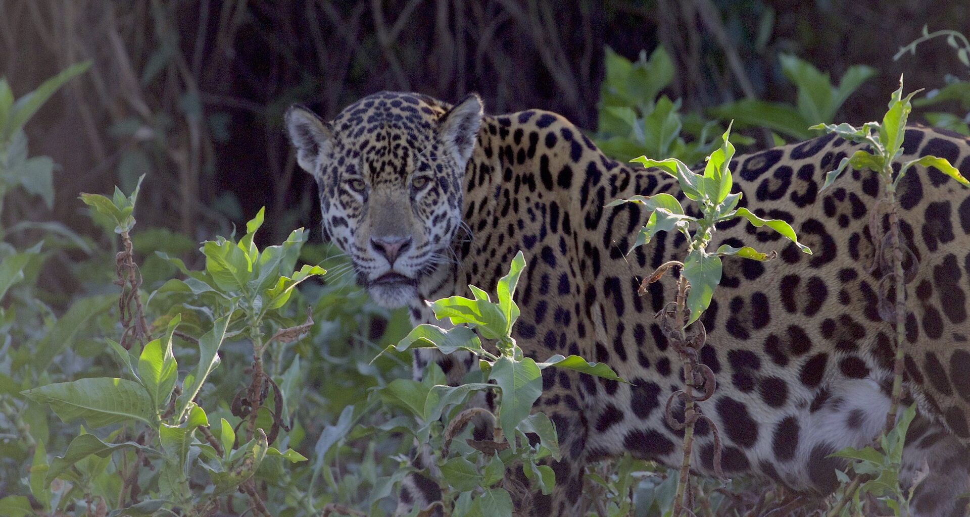 Loss of prey could drive Atlantic Forest jaguars to extinction