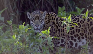Loss of prey could drive Atlantic Forest jaguars to extinction