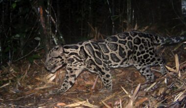A clouded leopard with distinctive dark cloud-like markings walks through a forest at night, surrounded by leaf litter and dense vegetation.