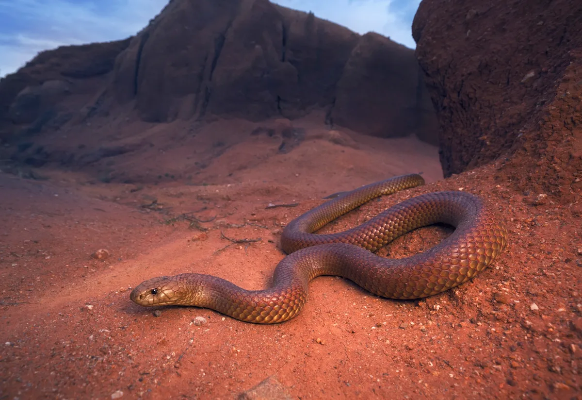 King brown snake
