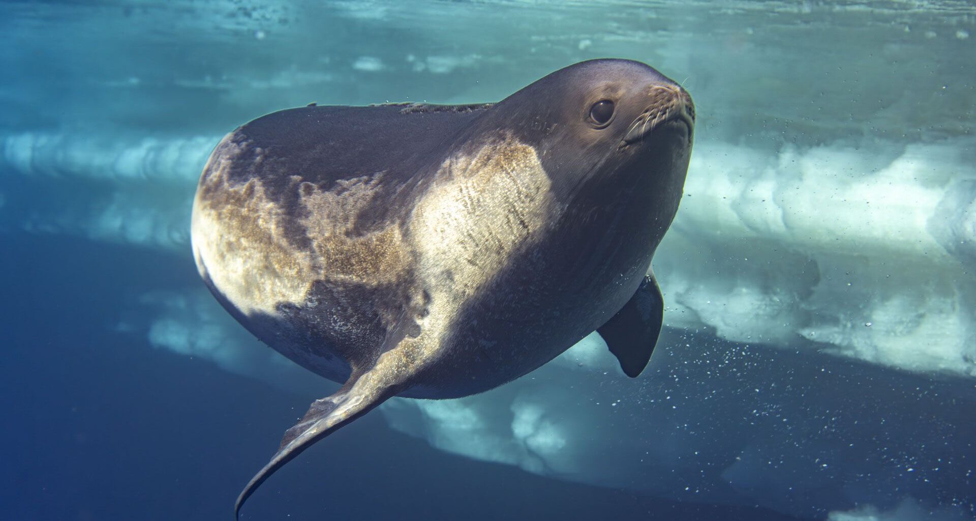 Photos of a rare Ross seal in Antarctica by sealife photographer Justin Hofman, underwater near the surface