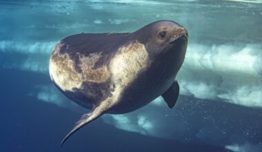Photos of a rare Ross seal in Antarctica by sealife photographer Justin Hofman, underwater near the surface
