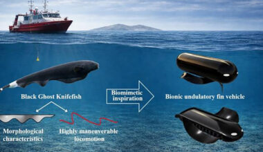 The black ghost knifefish (top) uses its elongated anal fin to generate traveling waves for highly maneuverable swimming. The bio-inspired undulating fin model (bottom) mimics this propulsion mechanism to enhance underwater robot performance. (Image credit: Ze-Jun Liang et al., Ocean, 2026)