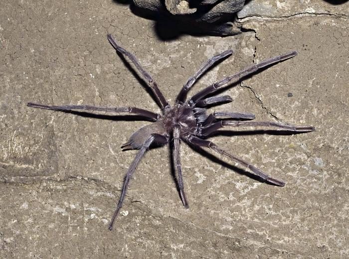 Tarantula