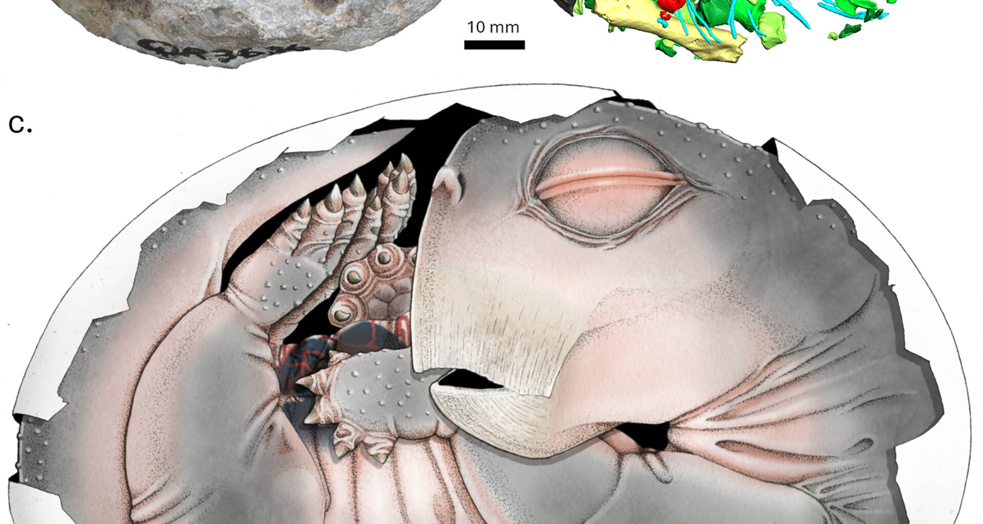 Scientists discover the first-ever egg of an early mammal ancestor