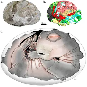 Lystrosaurus egg - The first non-mammalian synapsid embryo from the Triassic of South Africa. (A) photograph of the specimen; (B) 3D digital reconstruction of the segmented bones; (C) live reconstruction by artist Sophie Vrard. Color code for b: vertebral elements in shades of green, ribs in blue, forelimb elements in red, femur in yellow, pelvic girdle elements in grey, skull in light red, mandible in light orange. Credit: PLOS One