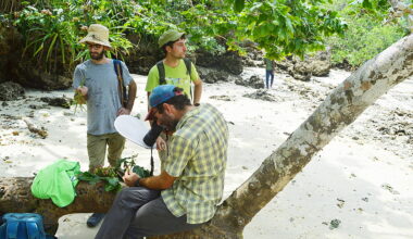 New mahogany species found in Zanzibar — but fewer than 30 trees remain