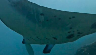 Manta ray