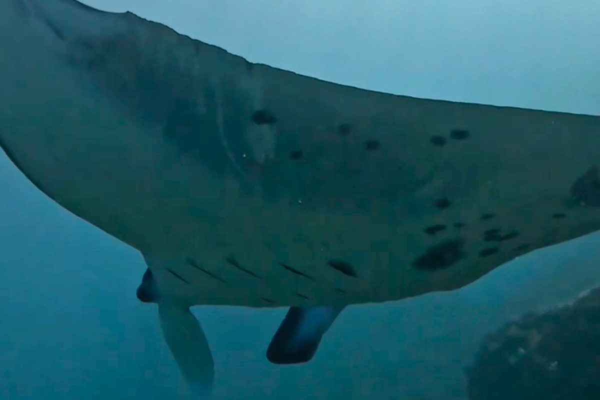 Manta ray