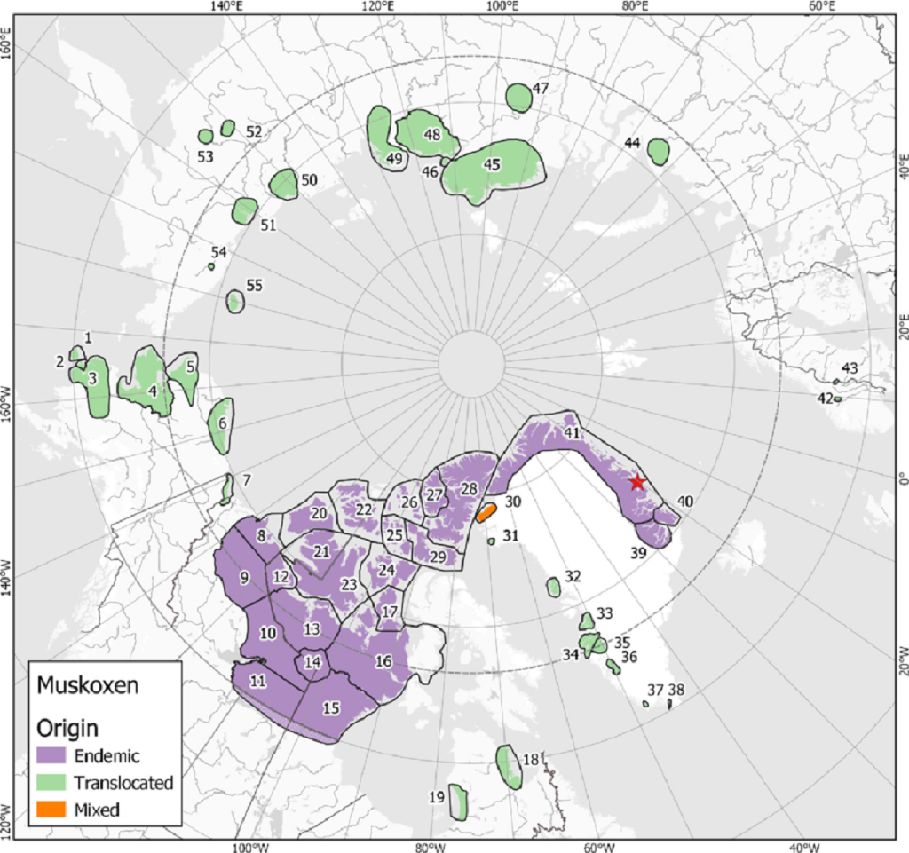 Current global muskox distribution, showing endemic, mixed (translocation to an area with endemic muskoxen) and translocated (introduced and/or reintroduced) populations. Note the boundaries of populations are approximate. The muskox is often called an “ice-age survivor” and has been around for about a million years, with its range shrinking and contracting over time.