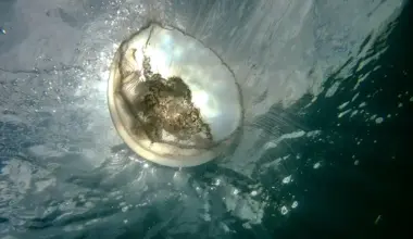 MCS calling on volunteers to report jellyfish sightings