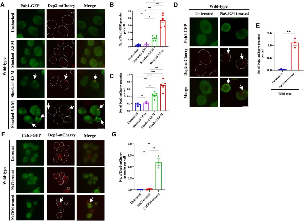 More Stress Means More Rnp Clusters, As Seen In These Yeast Cells Exposed To Shock Waves And Chemicals