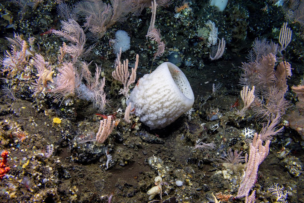 Billion-dollar mining merger targets ocean's most biodiverse stretch