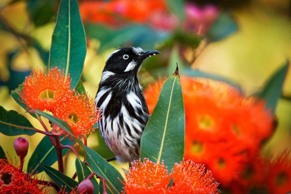 New Holland honeyeater