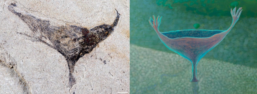 A fan-shaped animal fossil with tentacles