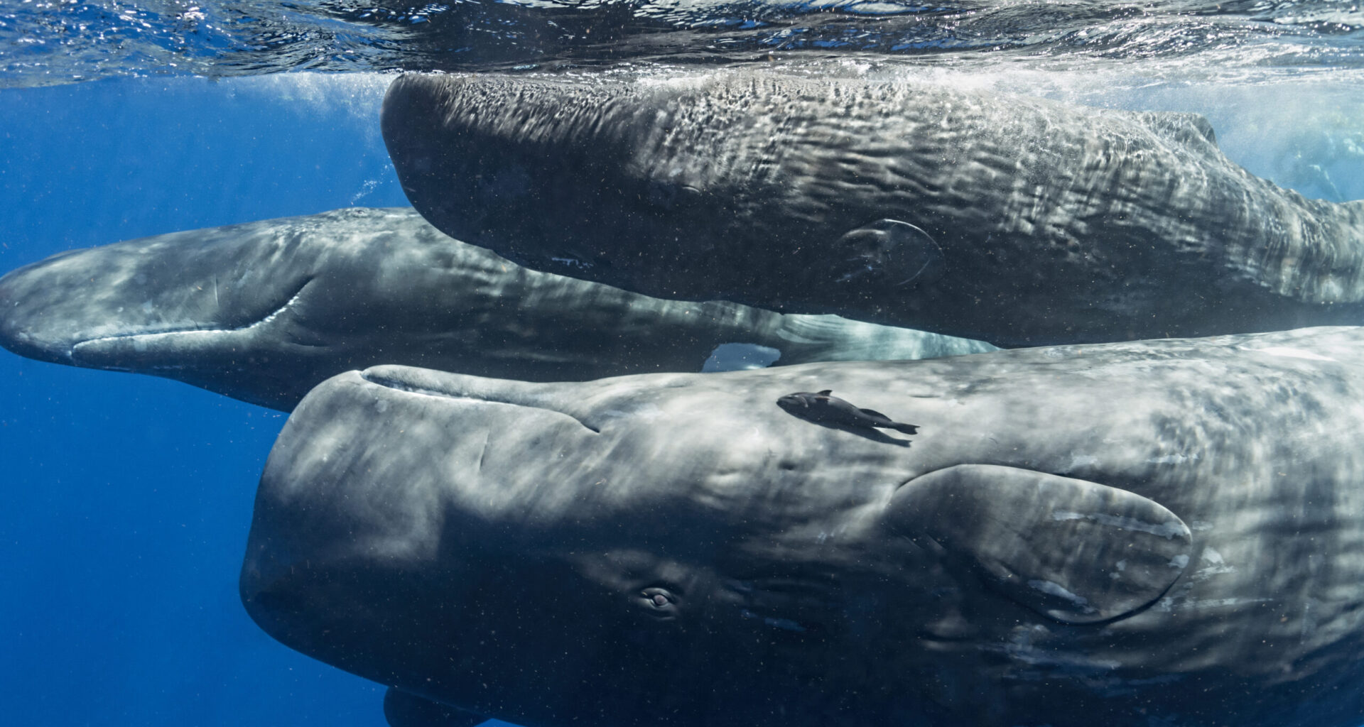 Whale communication has parallels to human speech, study finds