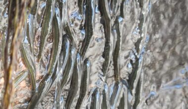 Parakneria climbing Luvilombo Falls