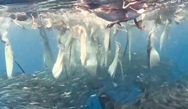 Pelicans and bait ball