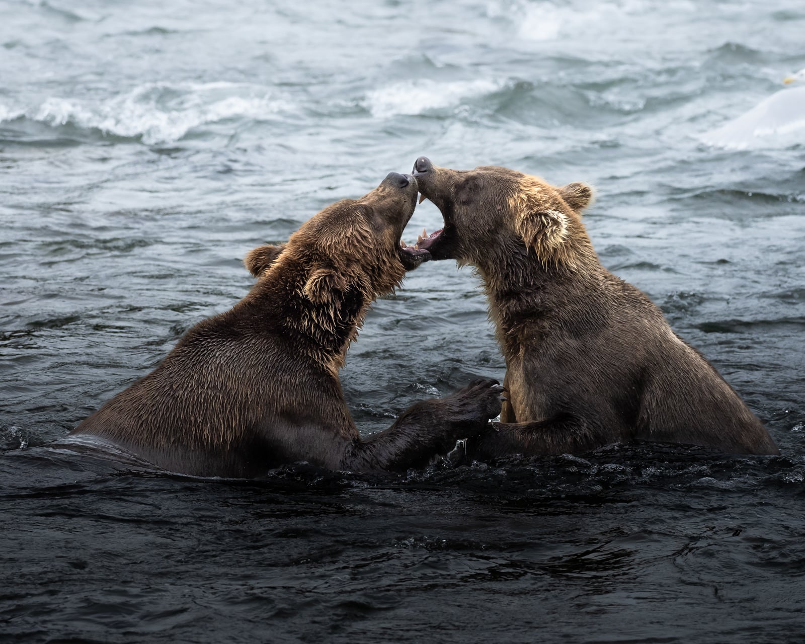 Two brown bears stand in dark water, facing each other with mouths open, appearing to playfully spar or communicate. The background shows rippling waves.