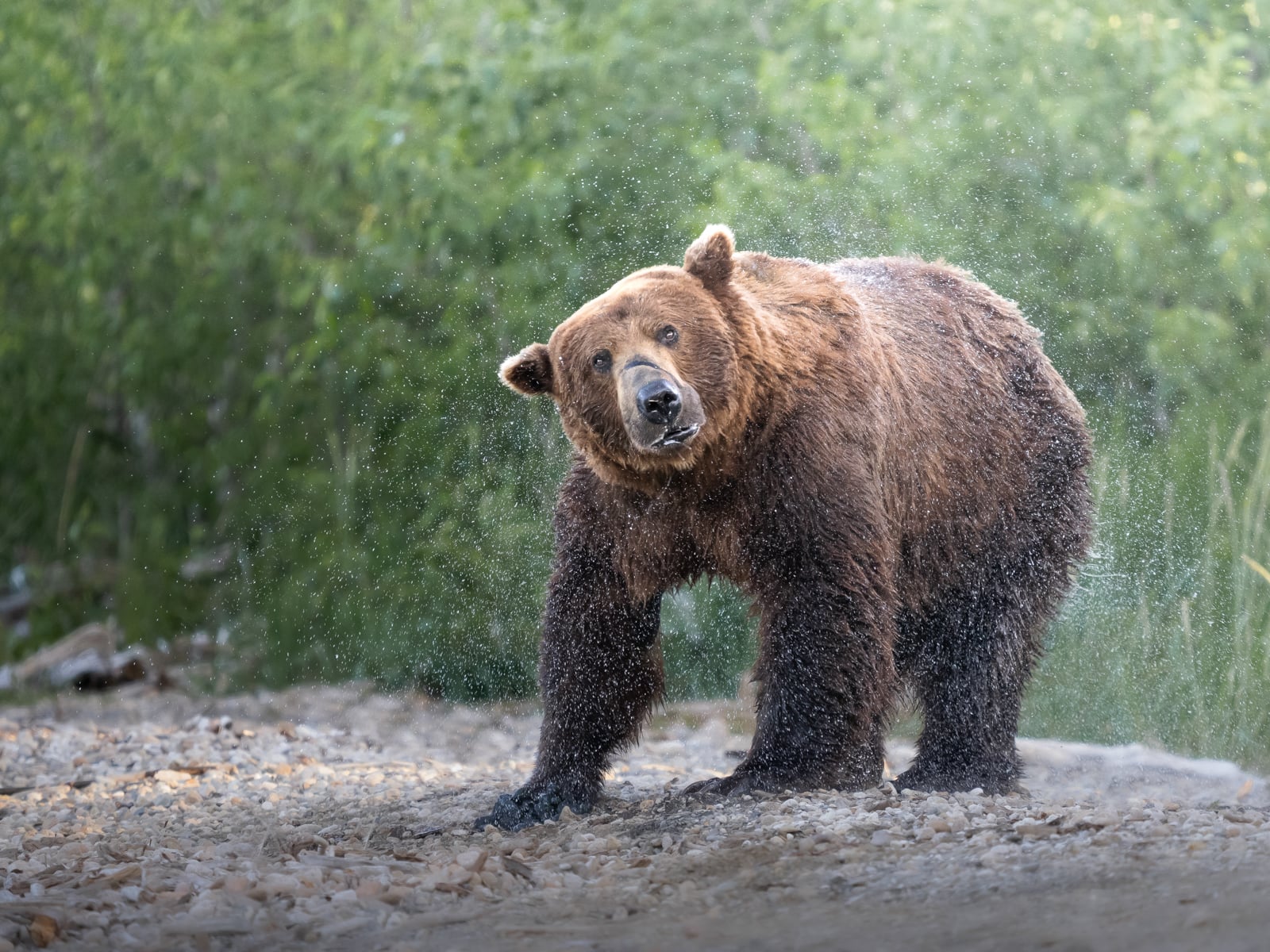 A brown bear stands on rocky ground, shaking its head and sending water droplets flying, with a background of green foliage.