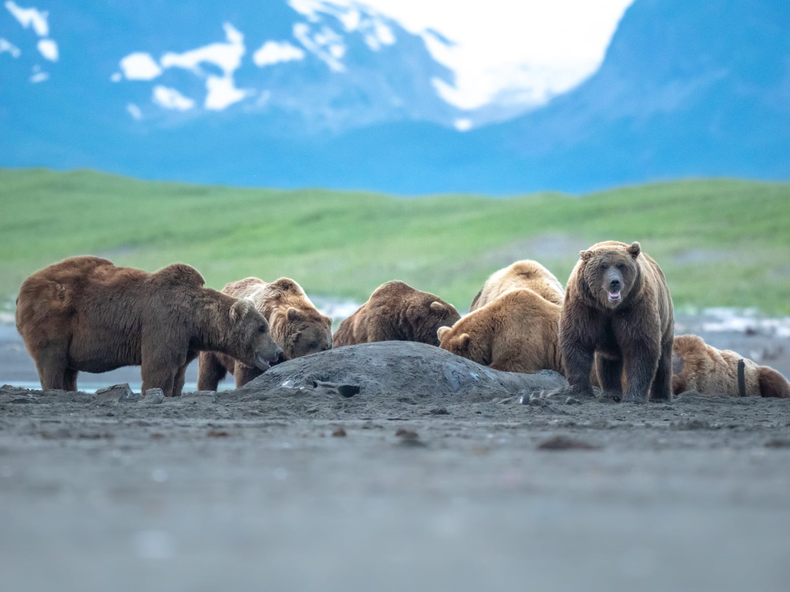 A group of brown bears gathers around a large animal carcass on the ground, with grassy hills and snow-capped mountains in the blurred background.
