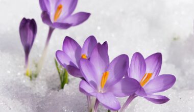 Plants reshaped themselves to survive temperature swings