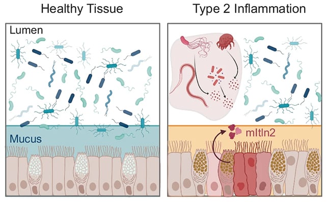 Protein effects