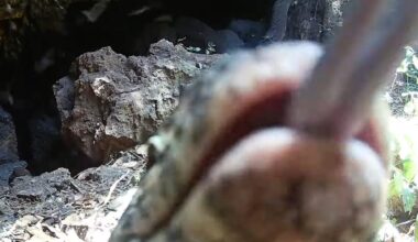 Python Cave bat predation