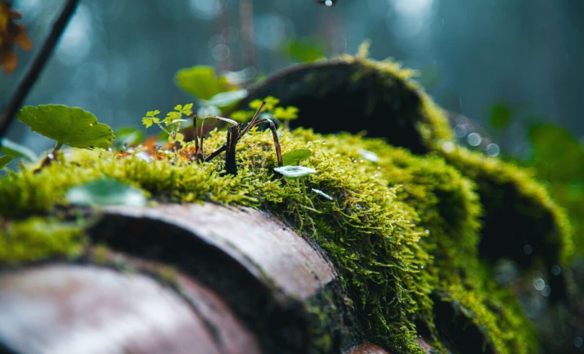 Researchers Glued Moss To The Outside Of The Iss For 286 Days, And It Survived